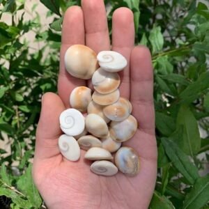 Gomati Chakra